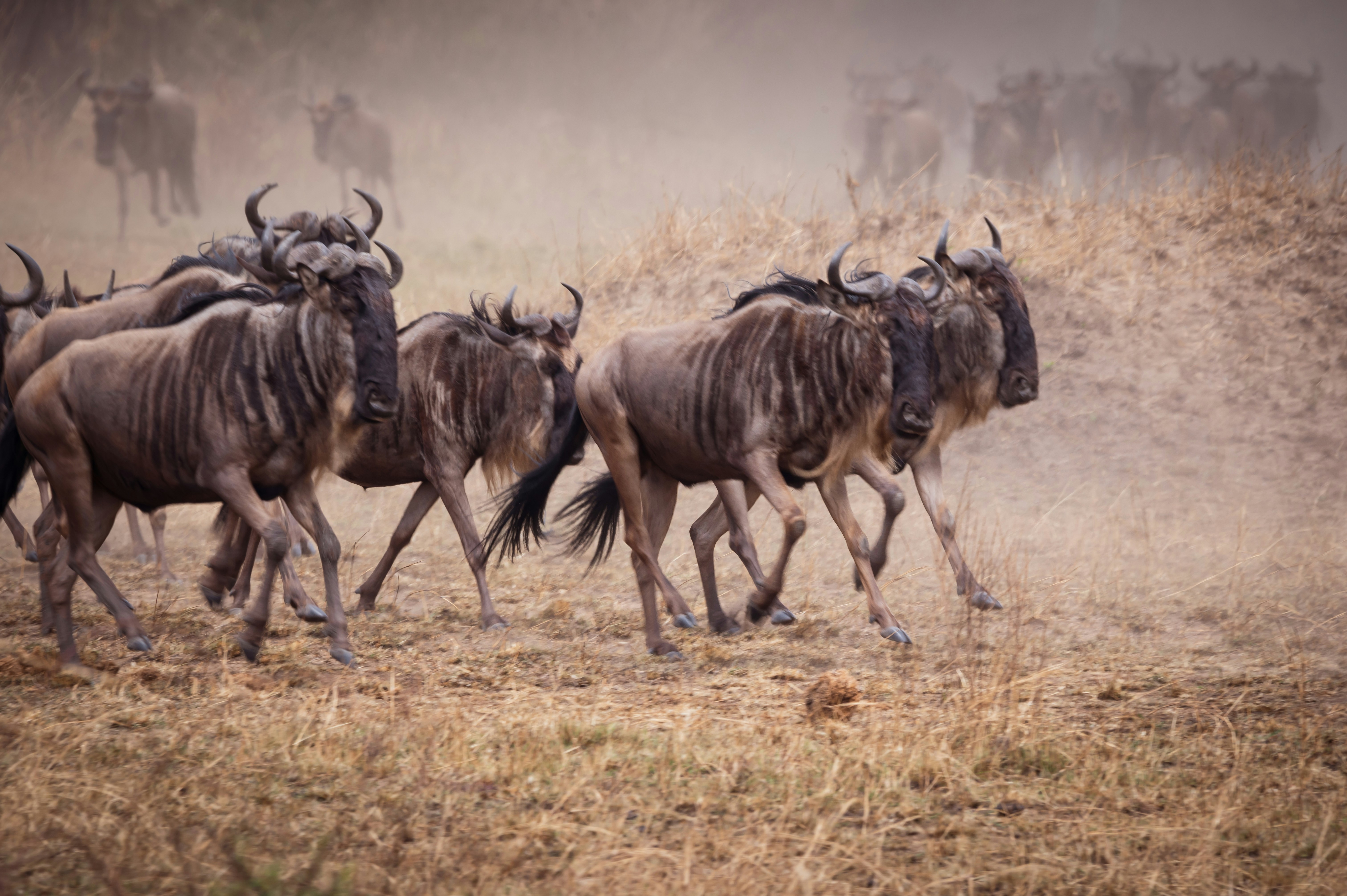Gnu-Wanderung in der Serengeti