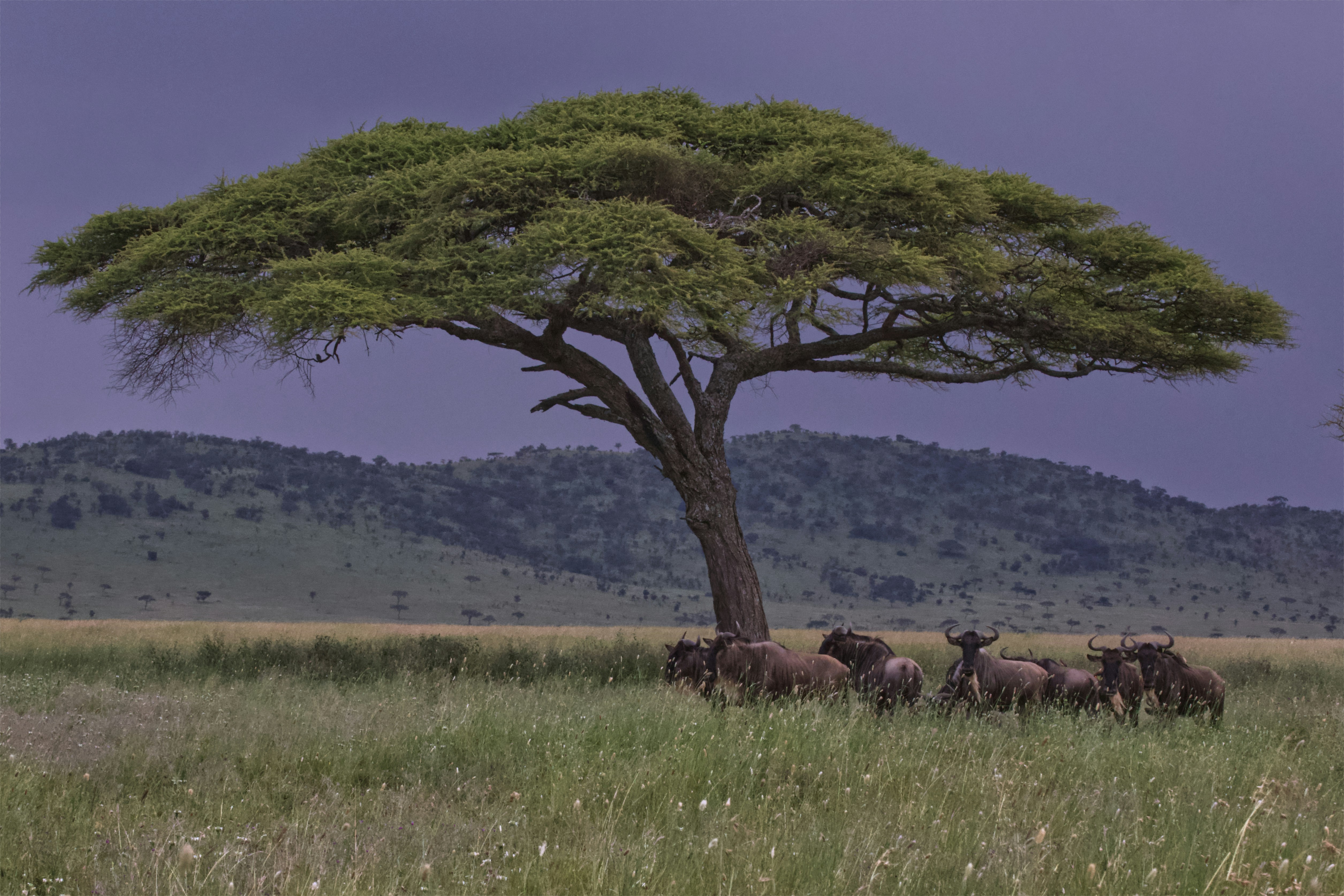 Weite Ebenen der Serengeti mit wandernden Gnus