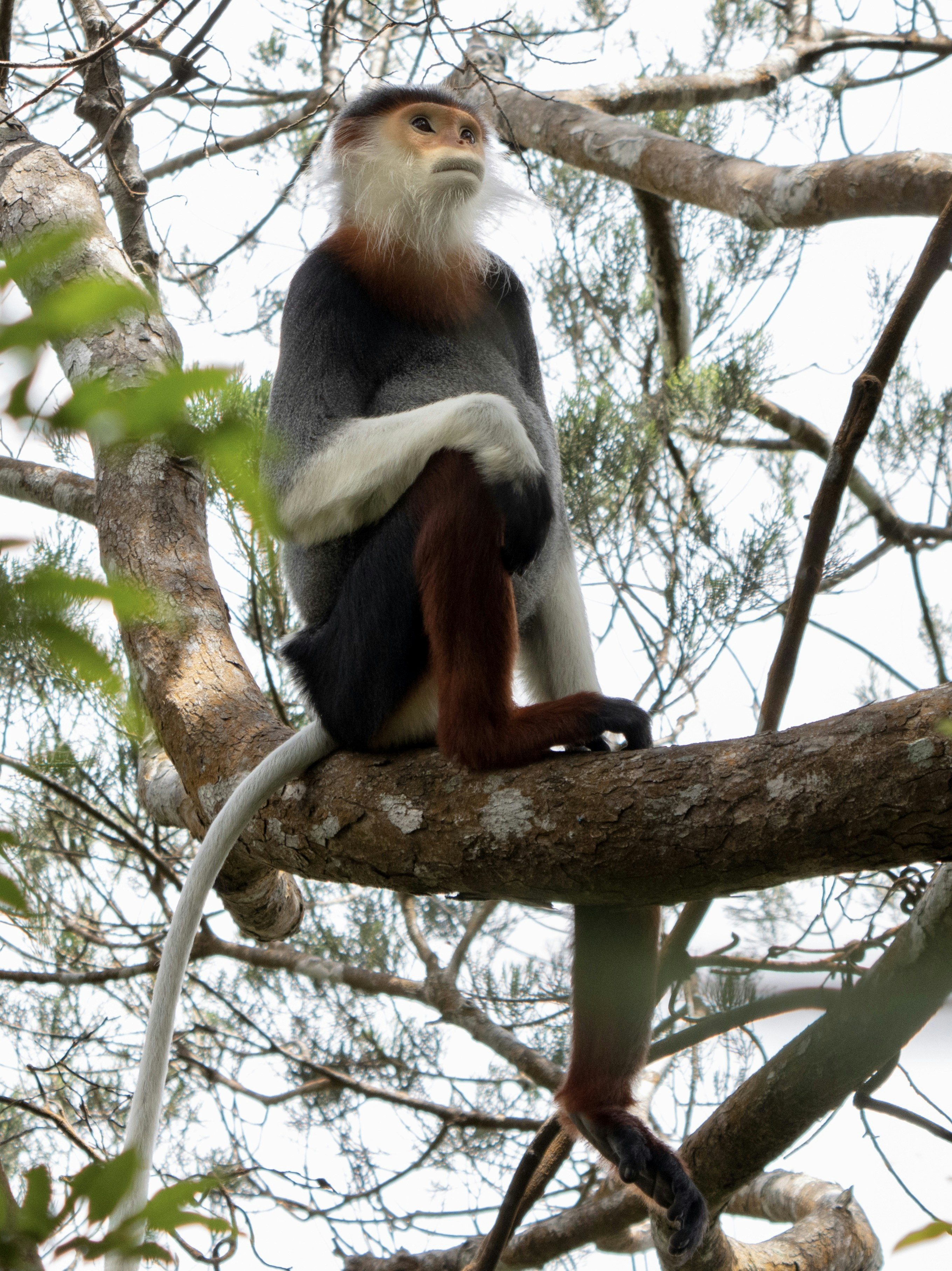 Roter Colobus-Affe im Jozani-Chwaka-Bay-Nationalpark