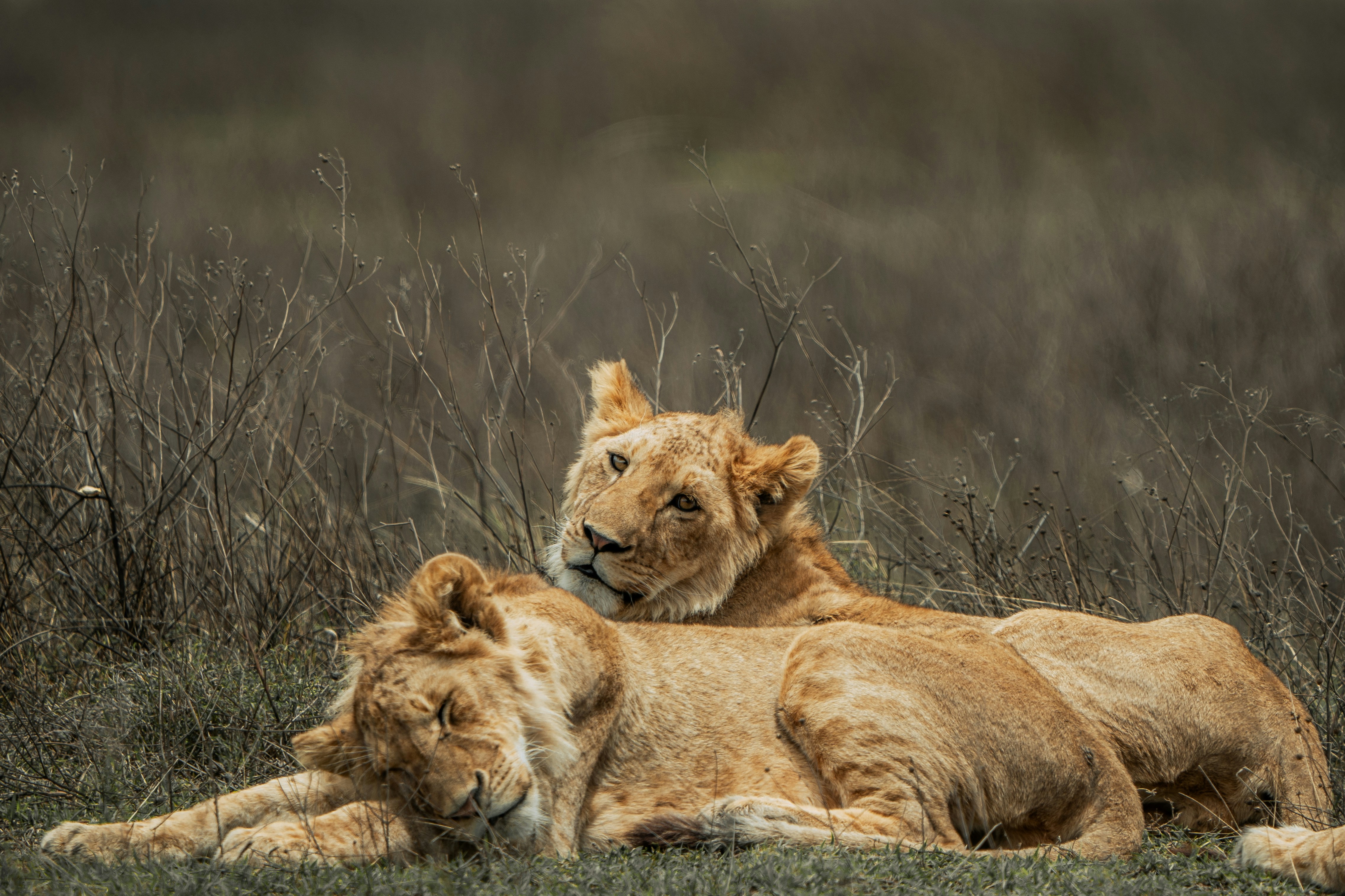 Löwenrudel im Ngorongoro-Krater