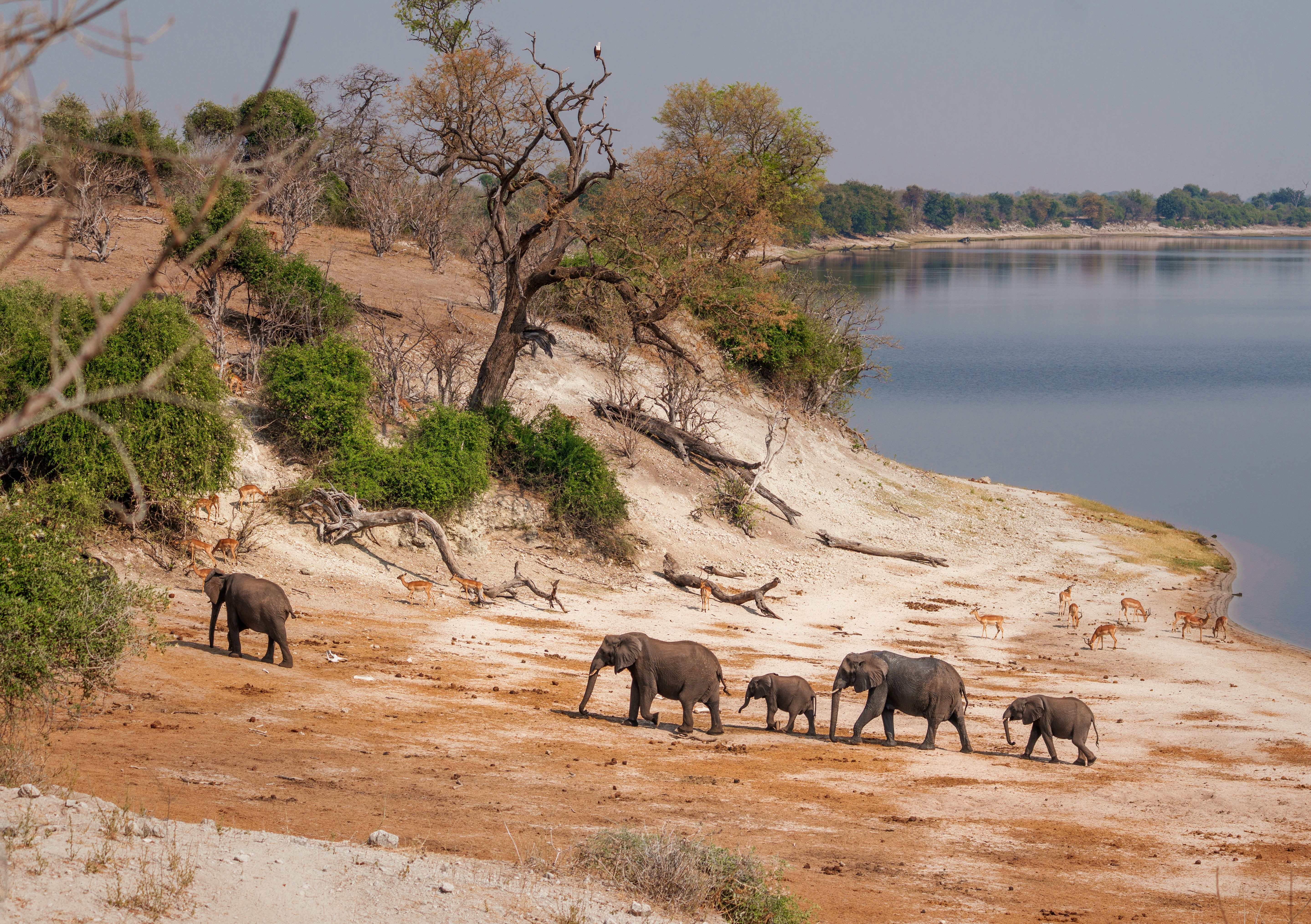 Elephant herd near the Chobe River at sunrise